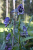 CC Aconitum sp.